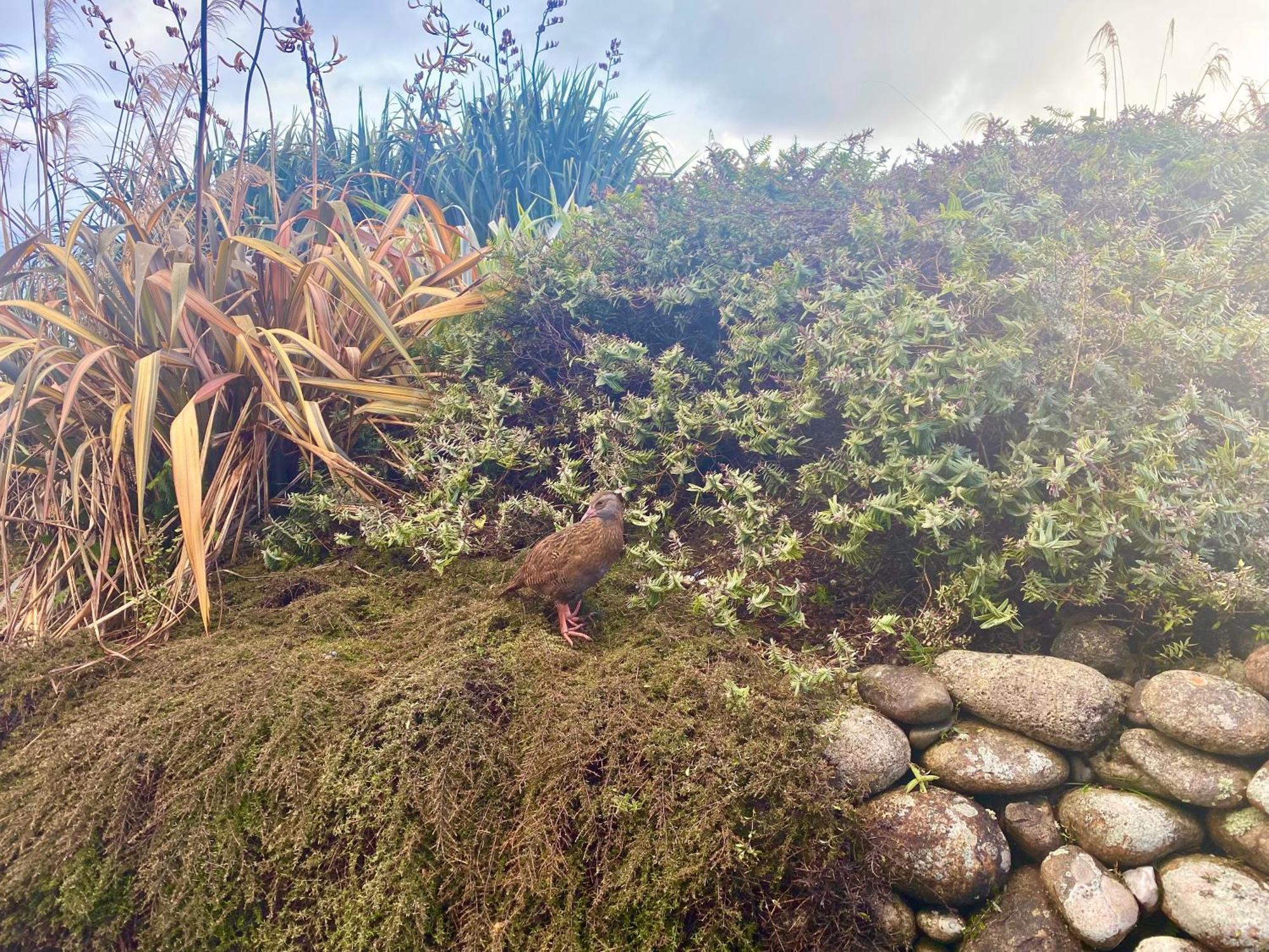 Wild Weka Eco Stay - Off-Grid 4Wd Recommended Waimarie 외부 사진